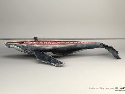 IFAW_Whale